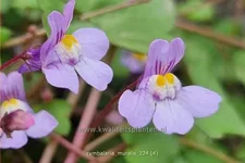 Cymbalaria muralis