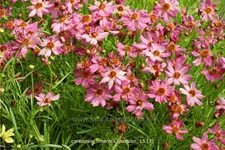 Coreopsis rosea 'Limerock Passion'®