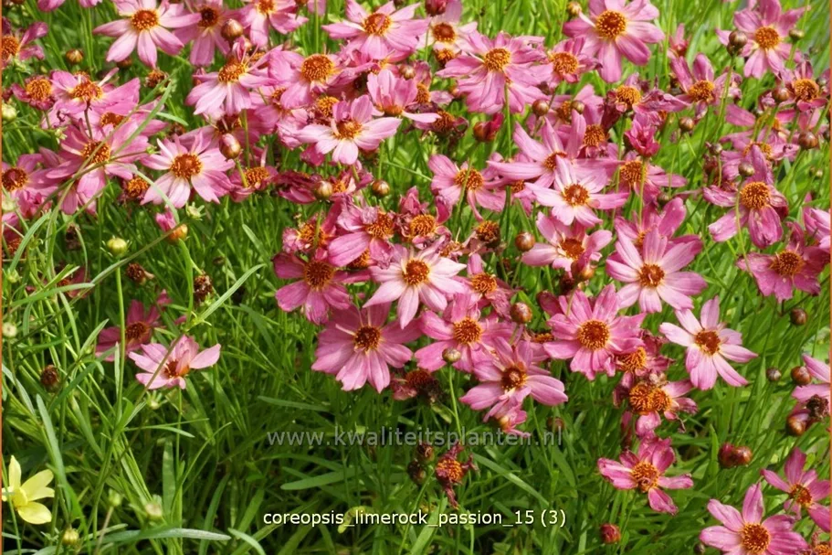 Coreopsis rosea 'Limerock Passion'®
