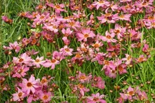 Coreopsis rosea 'Limerock Passion'®
