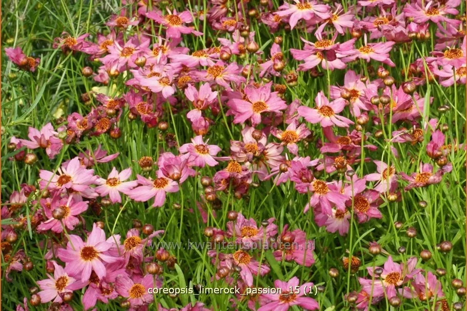Coreopsis rosea 'Limerock Passion'®