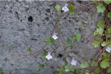 Cymbalaria muralis