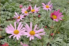 Chrysanthemum rubellum 'Clara Curtis'
