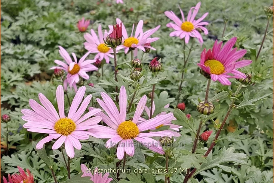 Chrysanthemum rubellum 'Clara Curtis'