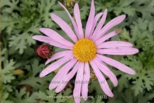 Chrysanthemum rubellum 'Clara Curtis'
