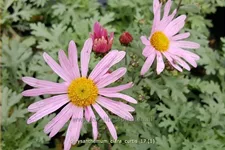 Chrysanthemum rubellum 'Clara Curtis'