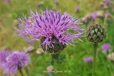 Centaurea jacea