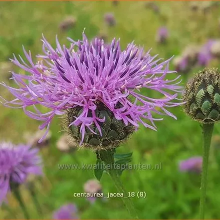 Centaurea jacea