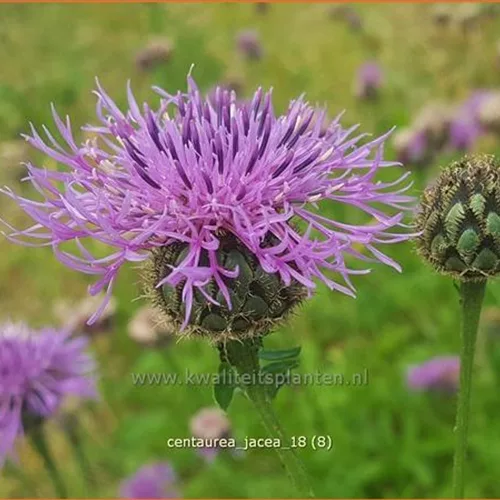 Centaurea jacea