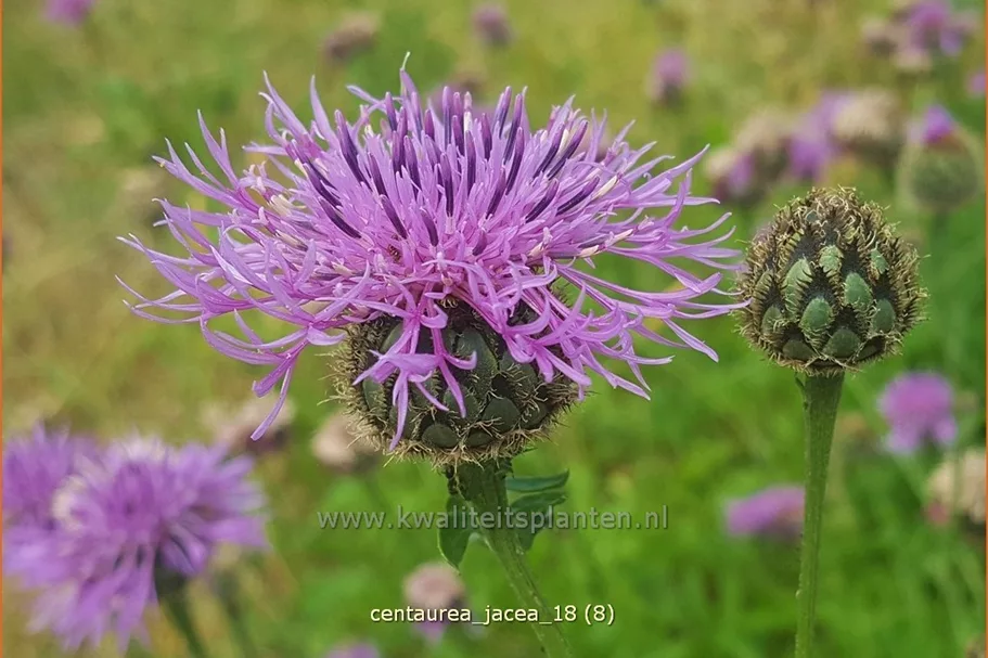 Centaurea jacea