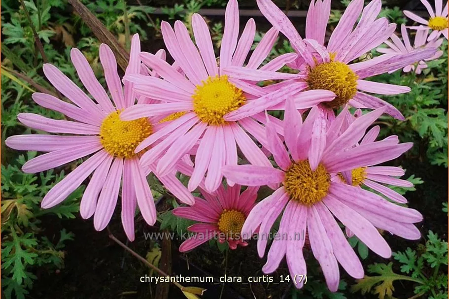 Chrysanthemum rubellum 'Clara Curtis'