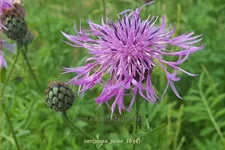 Centaurea jacea