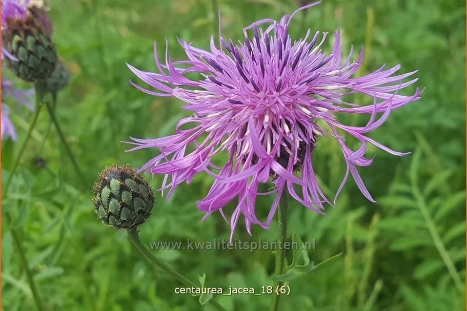Centaurea jacea