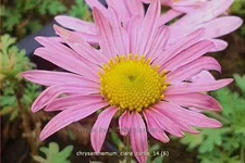 Chrysanthemum rubellum 'Clara Curtis'