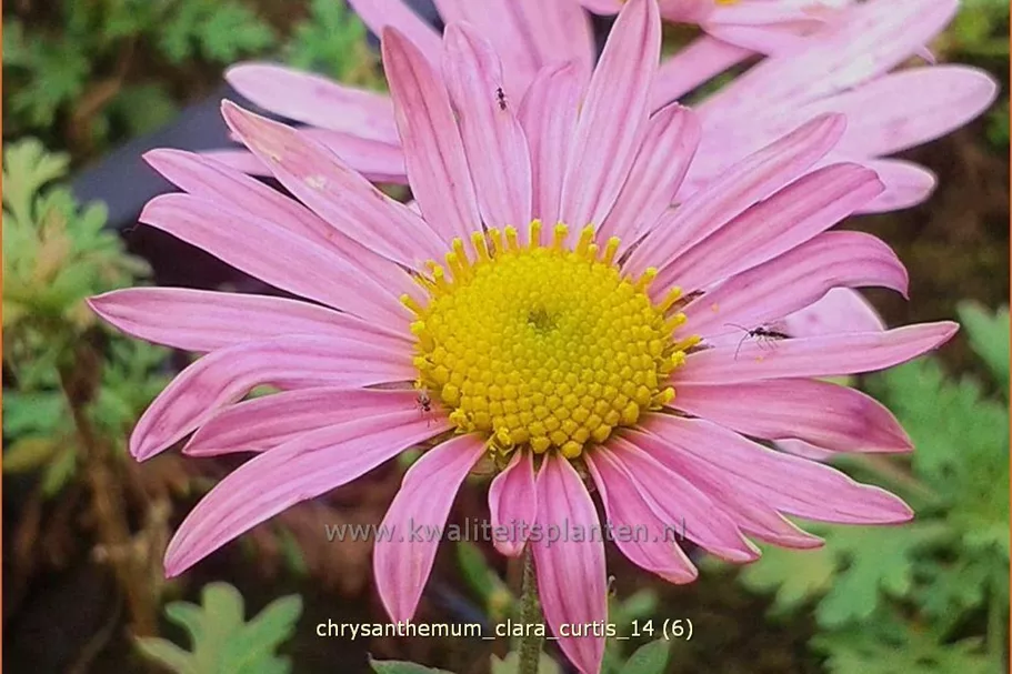 Chrysanthemum rubellum 'Clara Curtis'