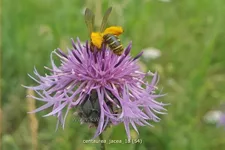 Centaurea jacea