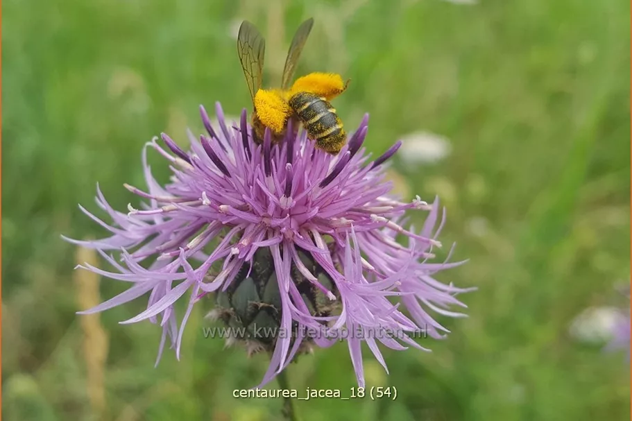 Centaurea jacea