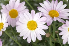 Chrysanthemum rubellum 'Clara Curtis'