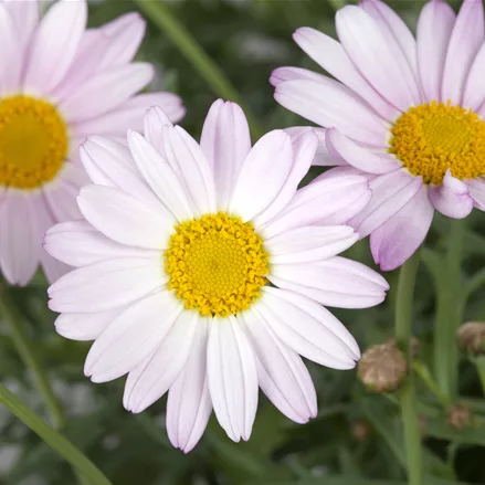 Chrysanthemum rubellum 'Clara Curtis'