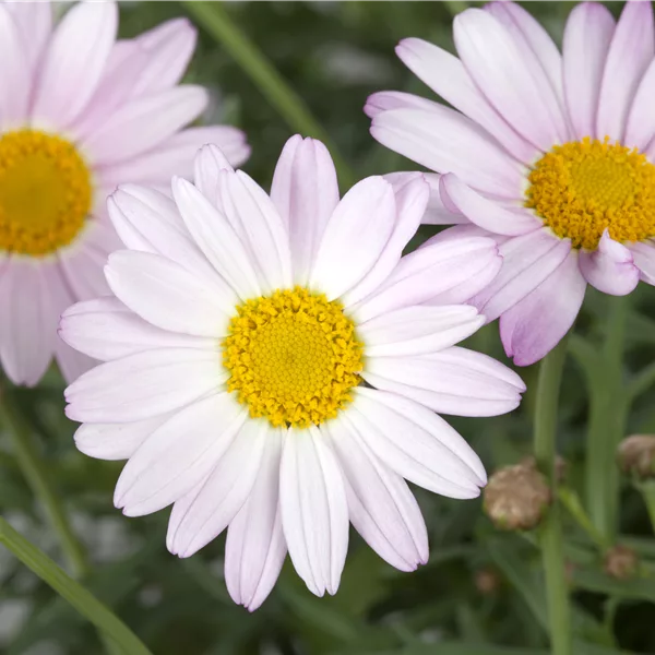 Chrysanthemum rubellum 'Clara Curtis'