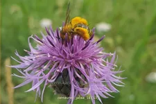 Centaurea jacea