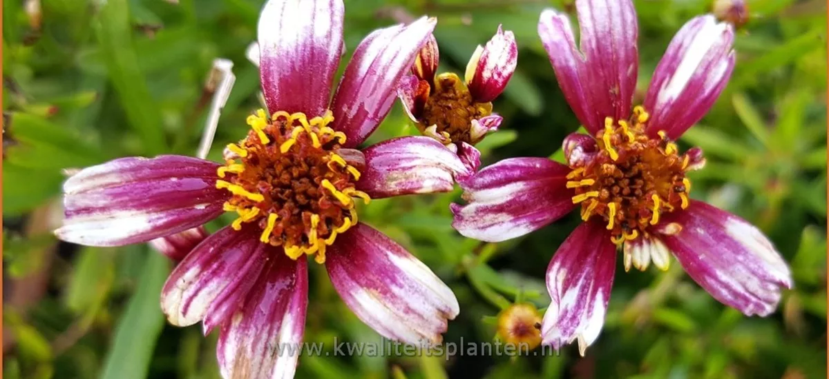 Coreopsis 'Madras Magic'