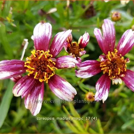 Coreopsis 'Madras Magic'