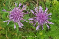 Centaurea jacea