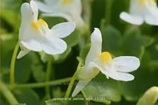 Cymbalaria pallida 'Alba'