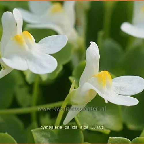 Cymbalaria pallida 'Alba'