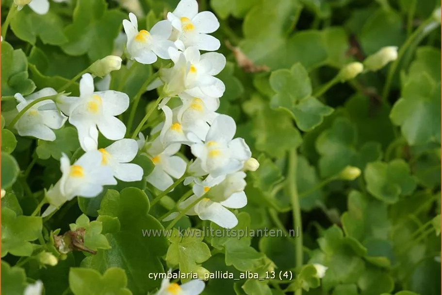 Cymbalaria pallida 'Alba'
