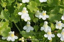 Cymbalaria pallida 'Alba'