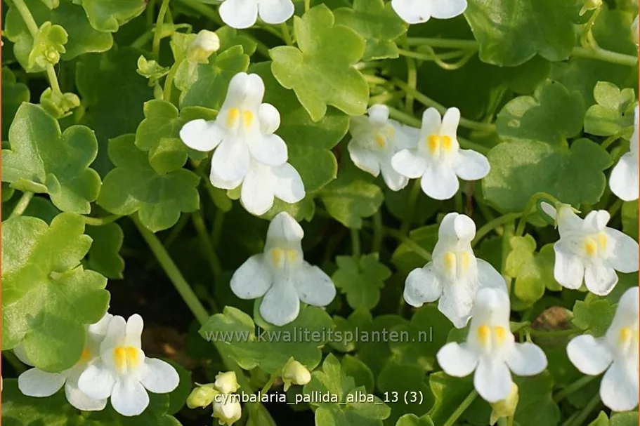 Cymbalaria pallida 'Alba'
