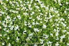 Cymbalaria pallida 'Alba'