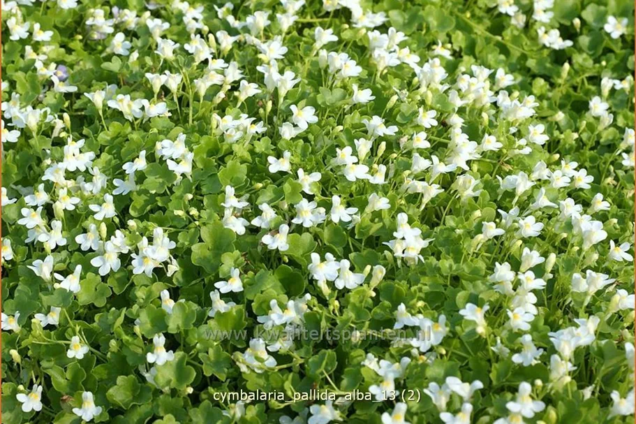 Cymbalaria pallida 'Alba'