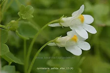 Cymbalaria pallida 'Alba'