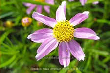 Coreopsis rosea 'American Dream'