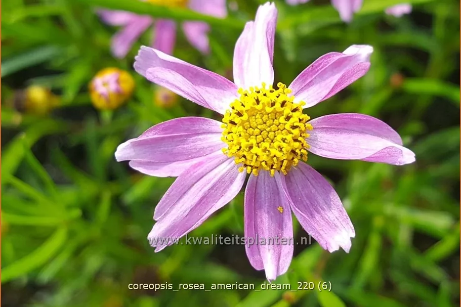 Coreopsis rosea 'American Dream'