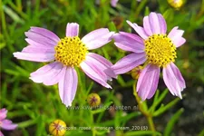 Coreopsis rosea 'American Dream'