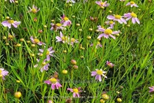 Coreopsis rosea 'American Dream'