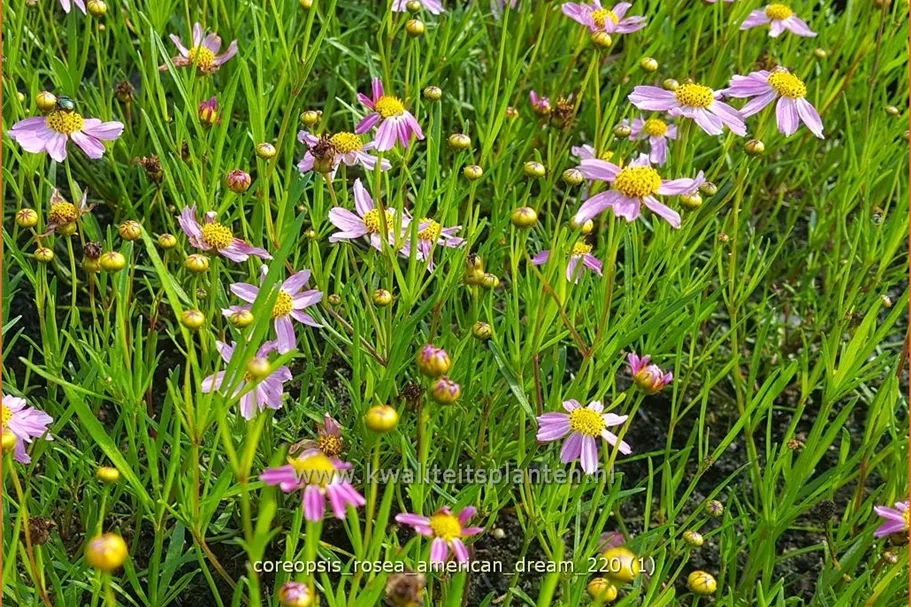 Coreopsis rosea 'American Dream'