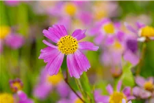 Coreopsis rosea 'American Dream'