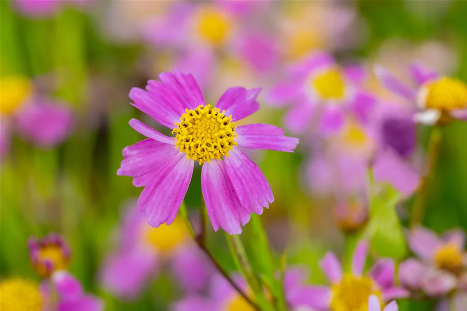 Coreopsis rosea 'American Dream'