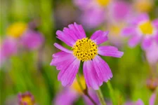 Coreopsis rosea 'American Dream'
