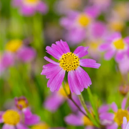 Coreopsis rosea 'American Dream'