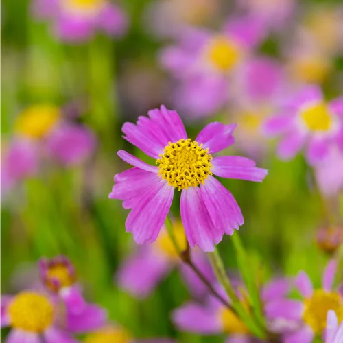 Coreopsis rosea 'American Dream'