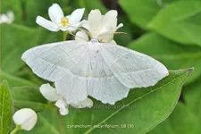 Cynanchum ascyrifolium