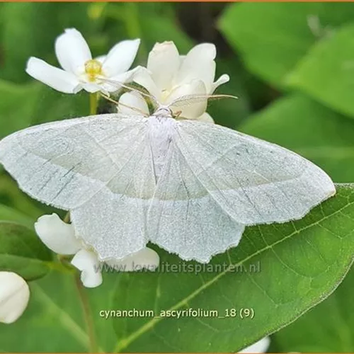 Cynanchum ascyrifolium