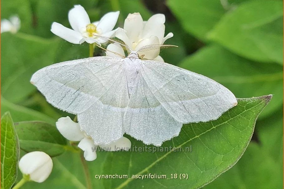 Cynanchum ascyrifolium