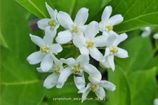 Cynanchum ascyrifolium
